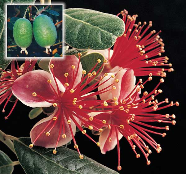 Feijoa