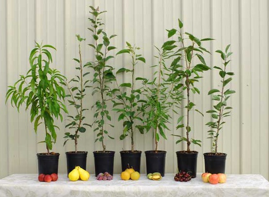 Fruit Trees in Pots
